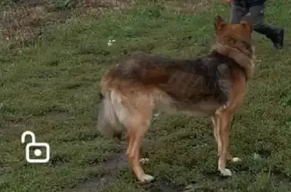 Пропала собака на Ратной ул. с ошейником и цепью
