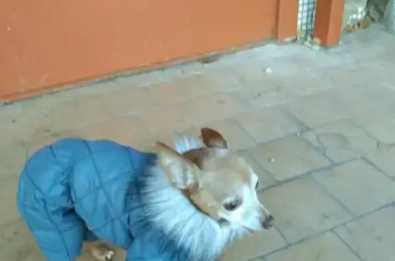 Пропала собака на Центральной ул. в Липецке
