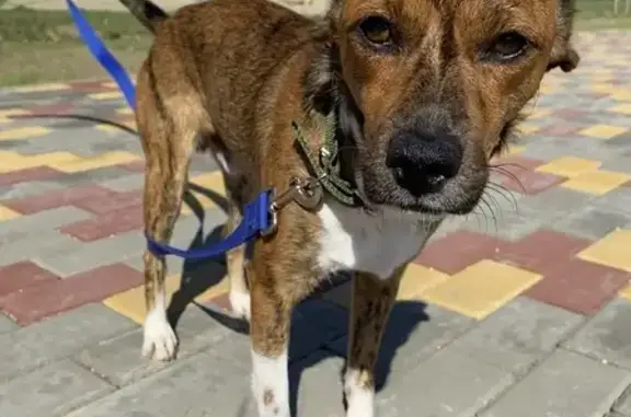 Собаки потеряшки, Анапа, фото: Потеряшка собака Дэнни на ул. Адмирала Пустошкина, Анапа