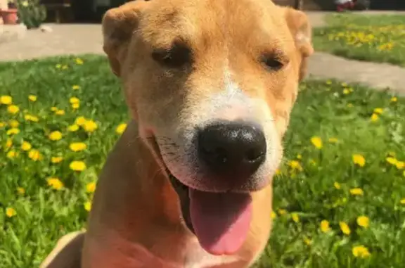 Собаки потеряшки, Москва, фото: Потеряшка собака Боря в Большом Буньково