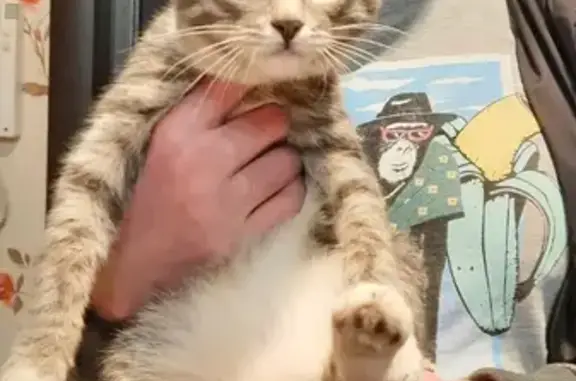 Найдена кошка Котёнок на Нижней улице Черепанова, 17