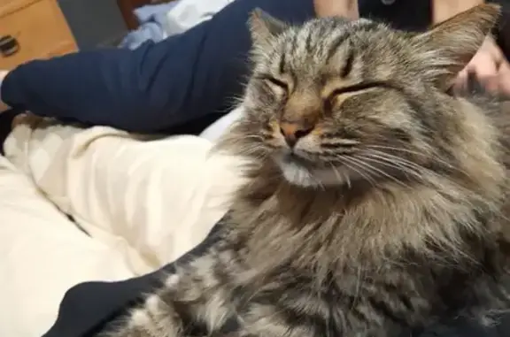 Потерянные животные Смоленск, фото: Пропала кошка на ул. Конёнкова, 15 в Смоленске