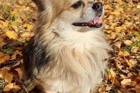 Собаки потеряшки, Нижний Новгород, фото: Потеряшка собака на улице Лермонтова, Чихуахуа Норик, соболиный окрас.