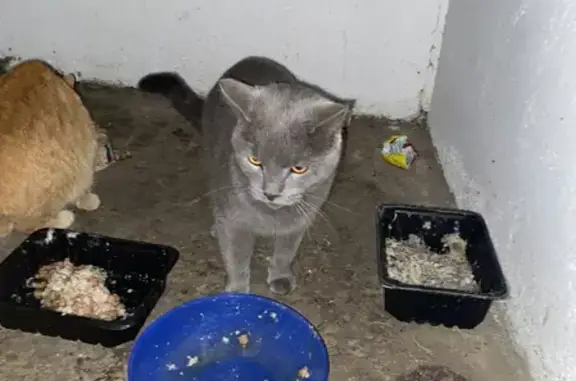 Найден британский кот с ошейником в Золотово