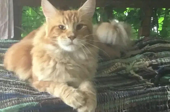 Кошки потеряшки, Москва, фото: Потеряшка кошка Мэй кун в Раменском округе