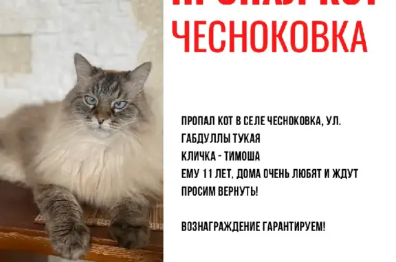 Пропала кошка Тимоша в Чесноковке, улица Г. Тукая