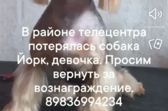 Пропала собака Йоркширского терьера на ул. Жуковского, 76 в Братске