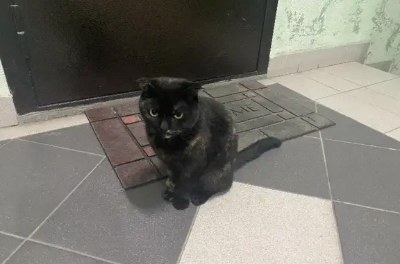 Найдена кошка на ул. Циолковского 11 в Тюмени