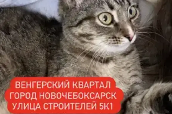 Пропала кошка Буся, ул. Строителей, 5 к1, Новочебоксарск.