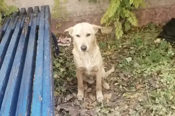 Собака найдена на улице Нансена, 119