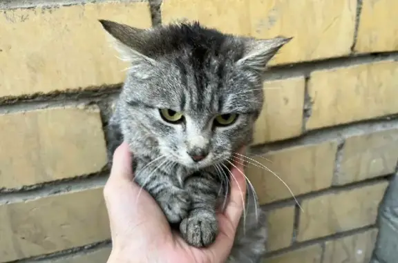 Дымчато серая кошка на Новозаводской, Чита