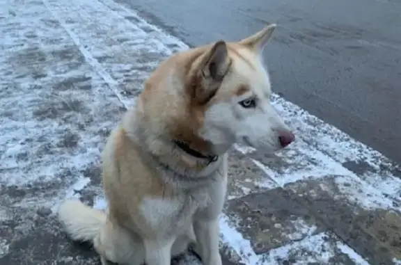Найдена собака на остановке Берёзовая, порода Хаски