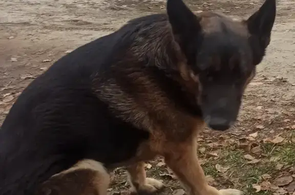 Собаки потеряшки, Москва, фото: Потеряшка старая немецкая овчарка в д.Тимково, Ногинского района