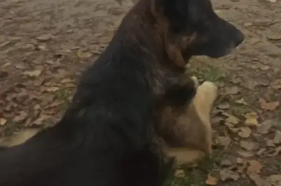 Собаки потеряшки, Москва, фото: Потеряшка старая немецкая овчарка в д.Тимково, Ногинский район