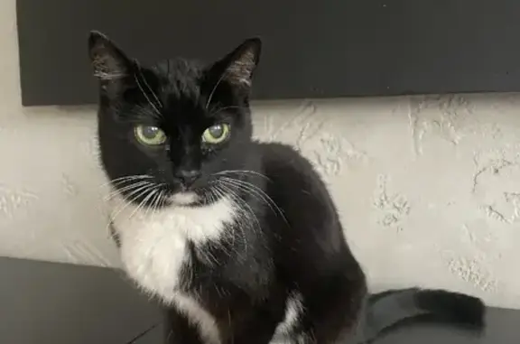 Кошка найдена на Вертковской, 38 в Новосибирске
