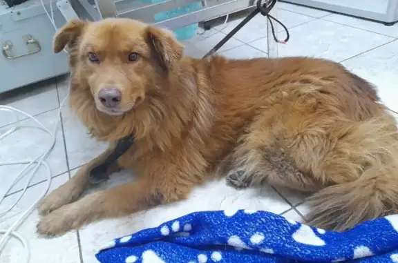 Собака найдена на Братьев Кашириных в Челябинске.