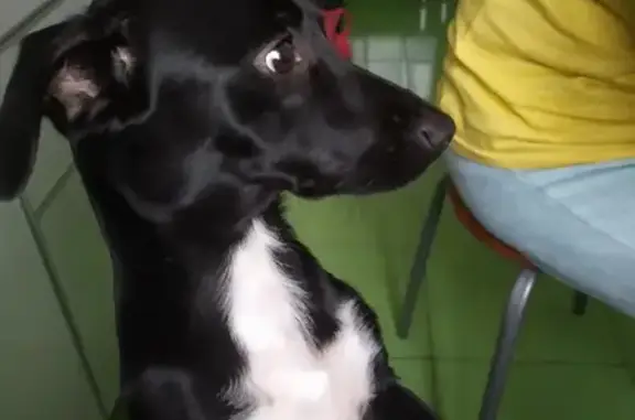 Собаки потеряшки, Нижний Новгород, фото: Потеряшка собака Метис, высажена на совнаркомовской 32