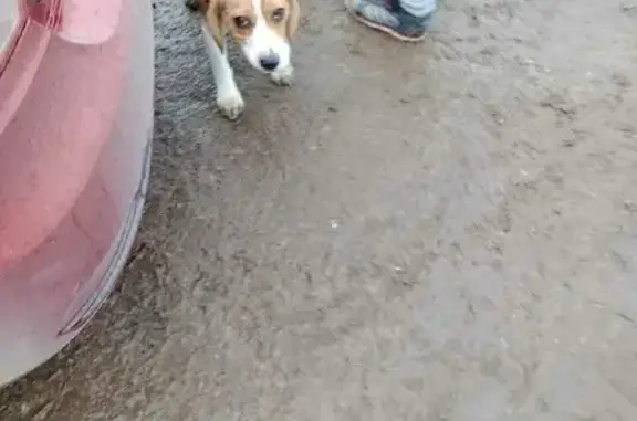 Найдена собака породы Бигль в Образцово (46Н-01566)