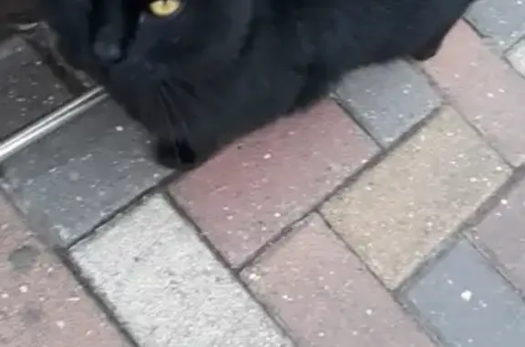 Найден черный котик возле Пятерочки на Макарова, 2