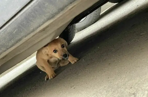 Найденные животные Ростов-на-Дону, фото: Найден щенок на улице Зорге 60 к2, ищет новый дом.