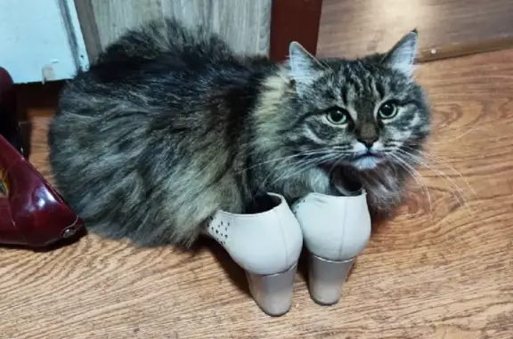 Кошки потеряшки, Медвежьегорский район, фото: Потеряшка кошка на улице К. Либкнехта, 5, Медвежьегорск