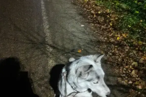 Найдена собака, Москва, фото: Найден хаски на станции Лесная, возраст около года