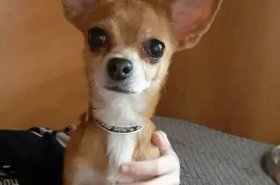 Потерянные животные Тверь, фото: Пропала рыжая Чихуахуа на Спортивном 7 в Твери