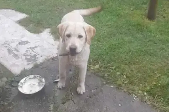 Найдена щенок Лабрадора на Первомайской улице, Супонево