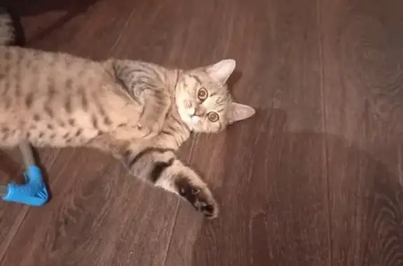 Кошка найдена на Лазурной, 38 в Барнауле