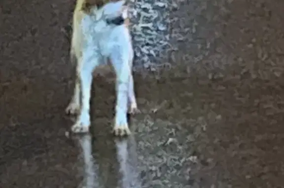 Найдена рыжая собака на Таллинской, 26