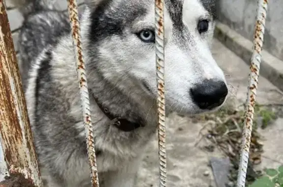 Найдена собака Мальчик с травмой глаза на 2-м Планерном переулке, Курск
