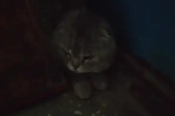 Найдена кошка на ул. Свердлова, 47, Уфа