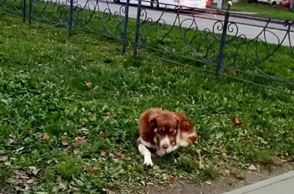 Собака найдена на улице Стаханова, 39 в Липецке