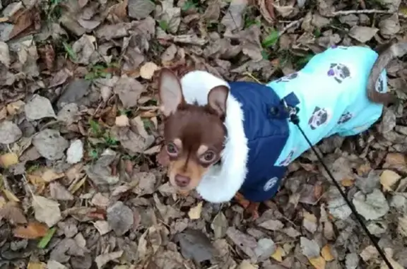 Потерянные животные Липецк, фото: Пропала собака 