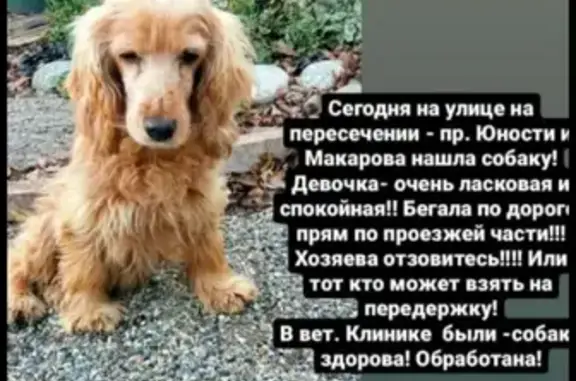 Собака найдена на Макарова, 26А в Ставрополе.