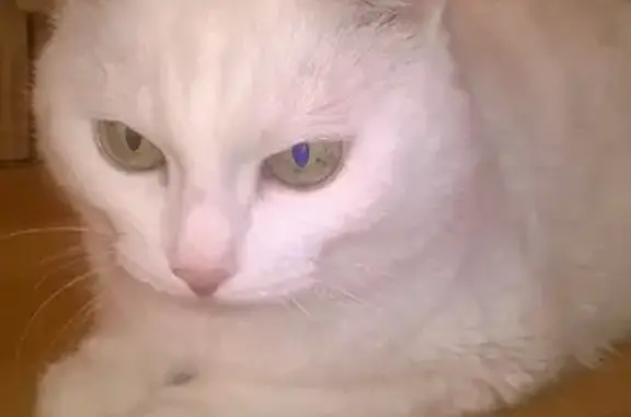 Пропала белая кошка на Красноармейской, Нижний Тагил