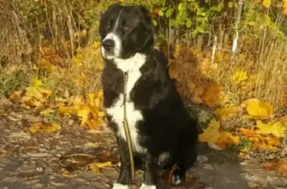 Пропала собака Скай на улице Пушкина, 11, Боровск