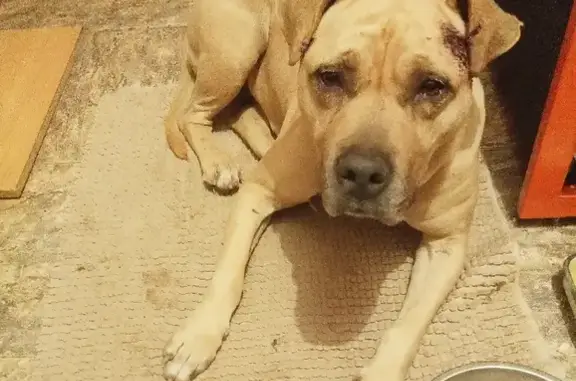 Найдена рыжая собака на Адыгейской набережной, Краснодар.