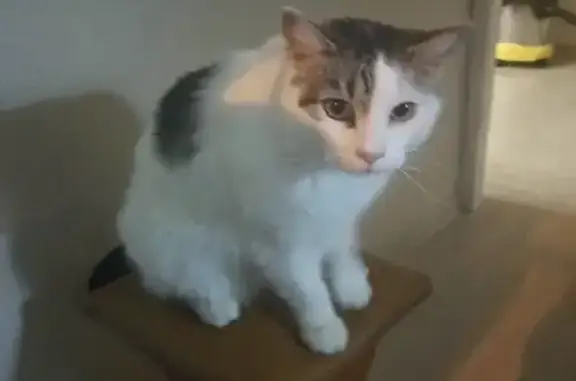 Найдена домашняя кошка на Московской улице