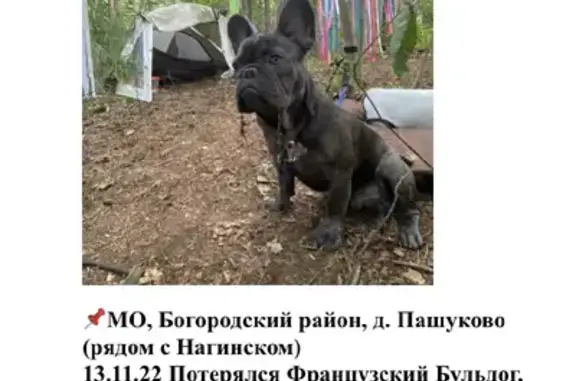 Собаки потеряшки, Москва, фото: Потеряшка французский бульдог Чингиз в Пашуково, вознаграждение гарантировано!