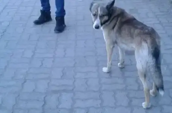 Найдена собака на Космической, Хабаровск