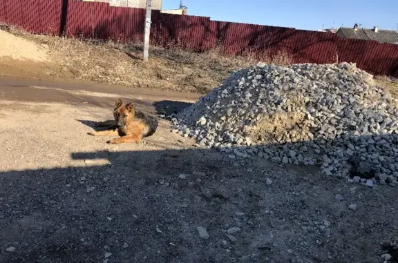 Пропала немецкая овчарка на Известковой, Хабаровск