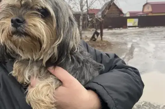 Найдена собака похожая на Йорка на Барнаульской улице, Тюмень