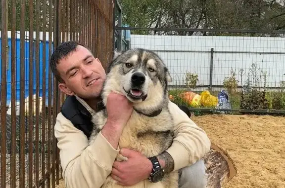 Пропала собака в Клёновском поселении, Москва