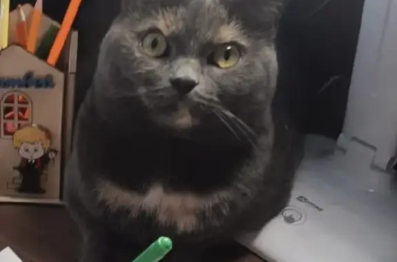 Кошки потеряшки, Новосибирск, фото: Потеряшка кошка Доча на Тульской улице, Новосибирск