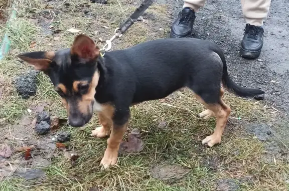 Найден щенок мальчик в Уралмаше, ищем хозяев