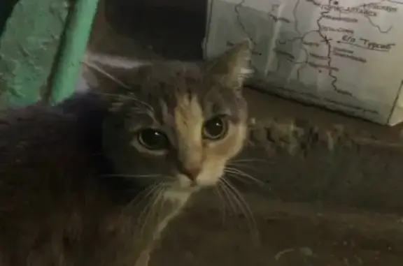 Найдена кошка на Колыванской 3 в Новосибирске