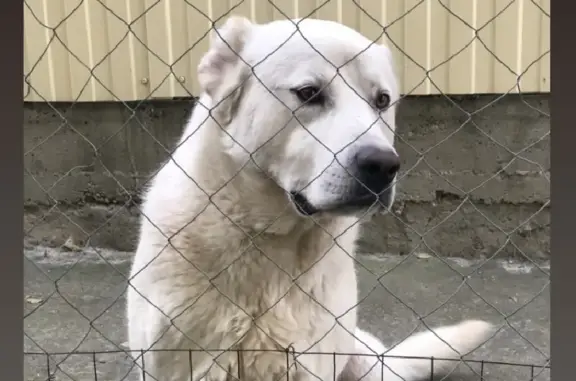 Пропала собака Алабай на Биологической, 18