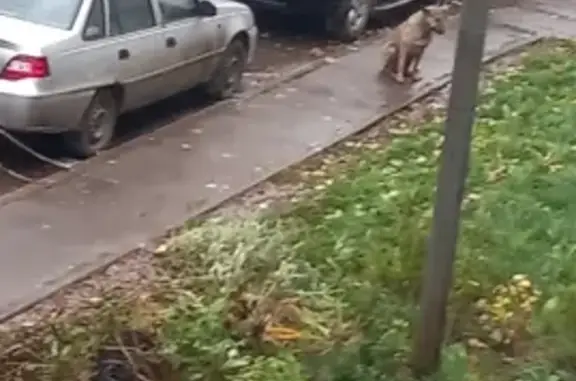 Собака под дождём у Даурской, 24, Казань