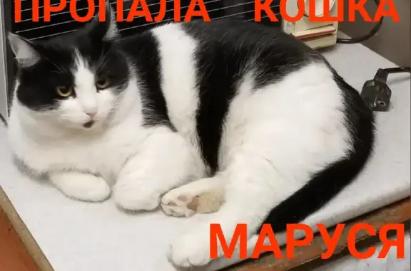 Пропала кошка Маруся на ул. Коммунальной, Тольятти
